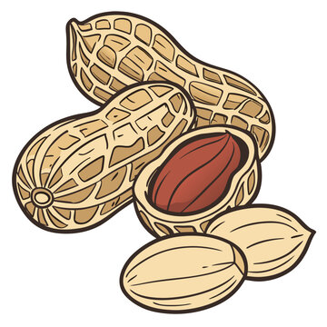 bambara groundnut on white background 