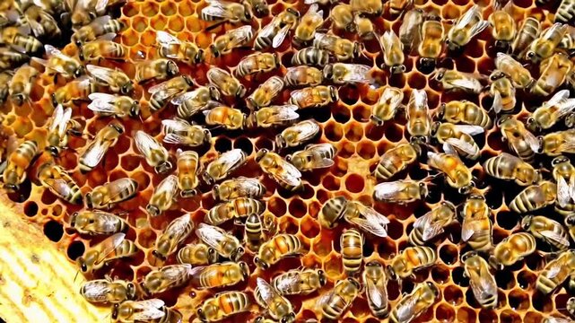 Busy honey bees move across a vibrant honeycomb, working together to build their hive and gather nectar. The close-up view reveals intricate patterns and the fascinating world of these tiny insects.