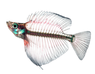 A tiny, translucent fish showing intricate bone structure, vibrant colors