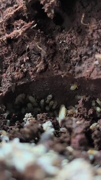 isoptera or termites, in the soil, wildlife