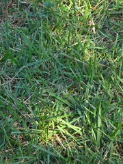 green grass background