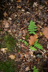 Delicate fern leaves emerging through forest litter after rain. Captures the peaceful mood of an autumn woodland scene with soft natural light and earthy tones. Perfect for illustrating themes of rene