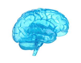 Transparent blue anatomical model of a human brain against a stark black backdrop