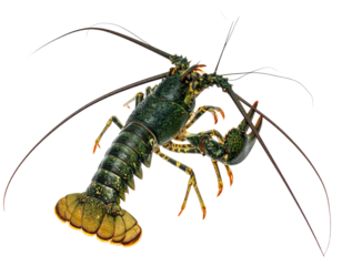 A vibrant, detailed image of a lobster with long antennae, posed on a plain background