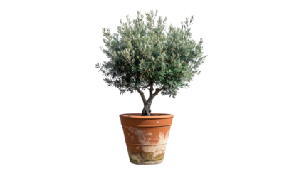 A small, bushy olive tree with a brown pot against a solid black background