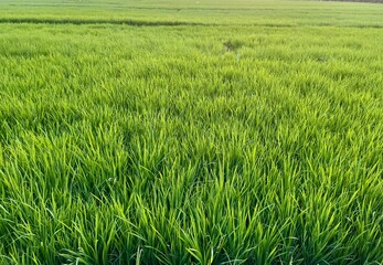 lush growth in summer. Fields stretch into the distance with lush and dense collections of rice plants (Oryza sativa). The landscape is flat with rows indicating well-maintained agricultural areas.