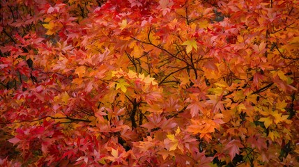 Rich carpet of vivid orange and red autumn leaves forming a dense natural pattern, capturing the warm seasonal tones and intricate textures of fall foliage in a full-frame botanical composition