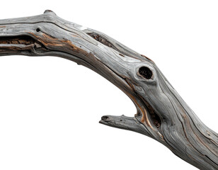 A weathered and textured branch against a stark black backdrop, showing natural details