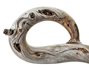 Weathered, gnarled driftwood loop, isolated against a black background, intricate grain
