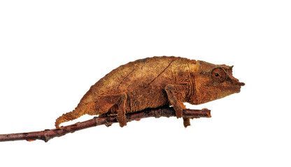 Spectral pygmy chameleon // Westafrikanisches Blattchamäleon (Rhampholeon spectrum) © bennytrapp