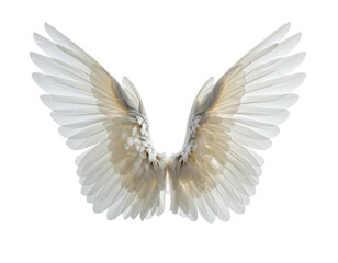 Delicate, symmetrical white wings spread against a stark black background, showing details
