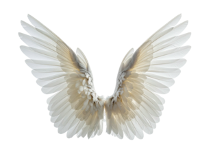 Delicate, symmetrical white wings spread against a stark black background, showing details