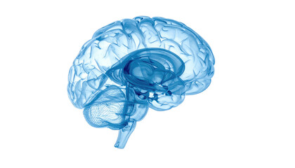 A transparent, blue rendered side view of a human brain's anatomy on black