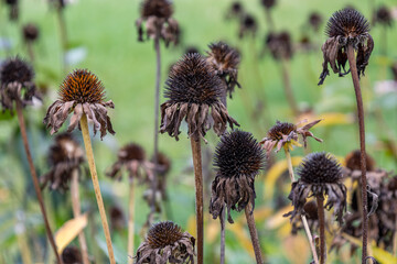 Abstract autumn texture view of dry wilted purple coneflower seed heads, with defocused background