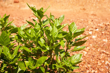 Resilient nature growing fresh green herbs in arid landscapes with innovative agricultural practices