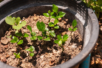 Growing green nurturing young plants in a garden pot home nature outdoor close-up growth