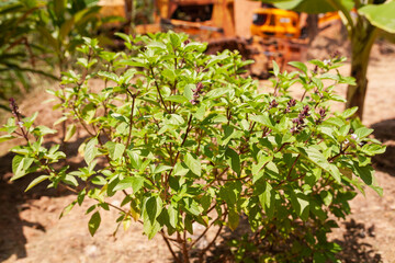Growing fresh basil plants in urban gardens green spaces sunlit environment close-up shot
