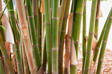 Fototapeta premium Bamboo growth in nature close-up lush green environment tranquil setting