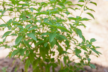 Gardening tips for growing healthy basil plants in your backyard outdoor garden nature close-up view