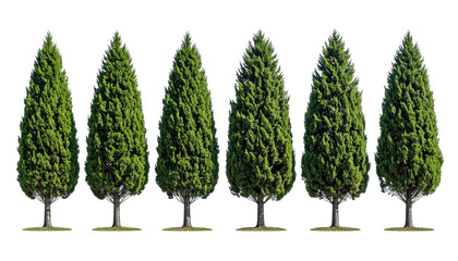 Six identical evergreen trees with dense, green foliage and brown trunks, lined up
