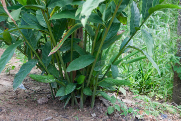 Gardening action in nature plant growth close view lush environment greenery concept