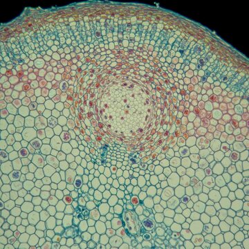 Biomedical Science View of Plant Circulatory Cells and Structural Support

