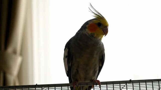 A beautiful cockatiel bird perched on its cage, looking around with curiosity.