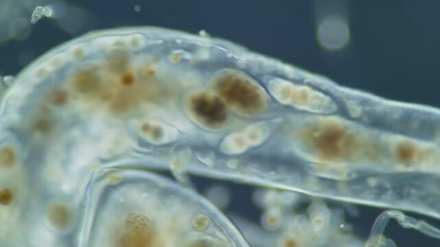 Closeup of translucent sea squirt filtering water in the ocean, showcasing its unique biological structure and vital role in marine ecosystem, creating a sense of wonder.