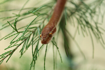 An African house snake slithering on pine leaves facing camera with visible pupil on horizontal orientation