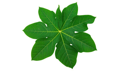 Fototapeta premium Large green leaf with multiple lobes against a black background, veins visible