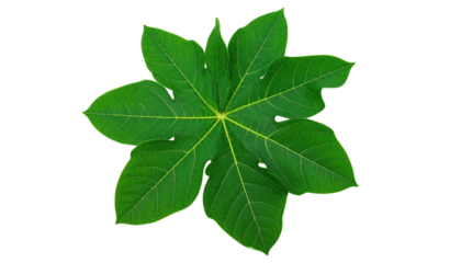Large green leaf with multiple lobes against a black background, veins visible