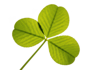 Green shamrock leaf closeup spring isolated on transparent background