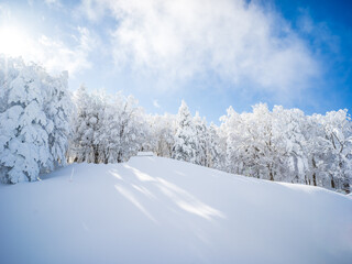 雪に覆われた木々