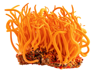 Close-up view of a vibrant orange fungus sprouting from a dark, textured substrate