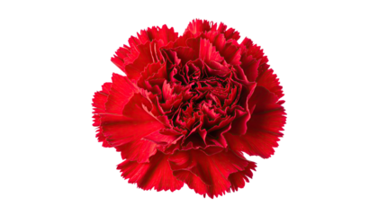 Top-down view of a vibrant red flower with ruffled petals against a black backdrop