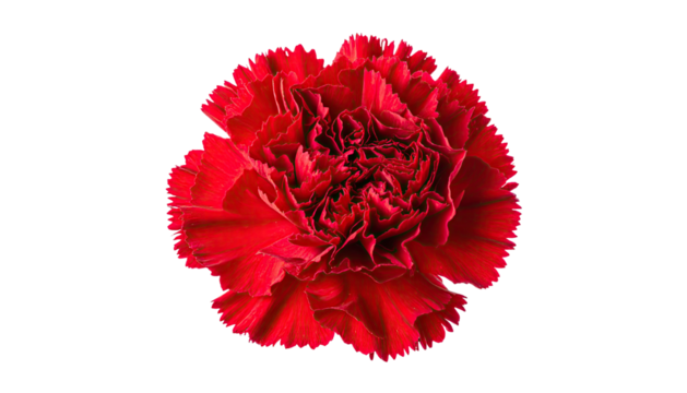 Top-down view of a vibrant red flower with ruffled petals against a black backdrop