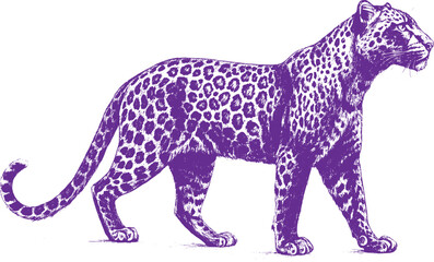 Jaguar Full-Body Sketch on White Background, Ideal for Editorial, Prints, Posters, and Digital Use © sreetamo