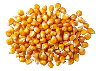 Yellow Corn Kernels in Closeup on White Background