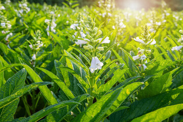 Naklejka premium Sesame flowers blooming in summer