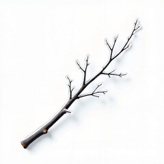 Fototapeta premium Frosted twig with intricate ice design in soft studio light, elegance