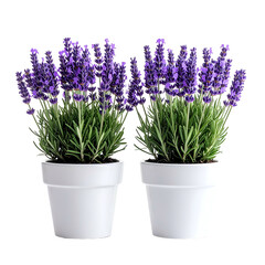 Obraz premium Two potted lavender plants with purple blooms and green foliage against a black backdrop
