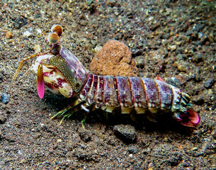 Mantis shrimp from Bali