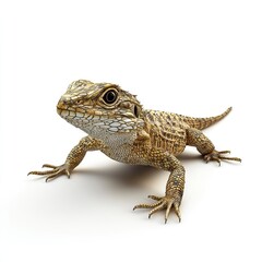 Obraz premium Photo of Lizard Isolated on white background