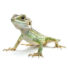 Fototapeta premium Photo of Lizard Isolated on white background