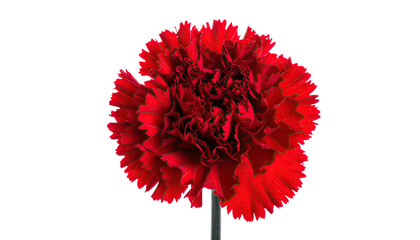 A vibrant red flower, a carnation, with ruffled petals against a stark black backdrop