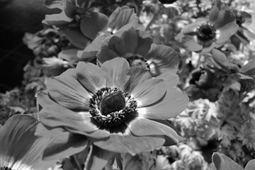 アネモネ　ボタンイチゲ（牡丹一華）