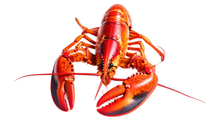Vibrant, cooked crustacean, lobster, isolated, red, top-down view, black backdrop