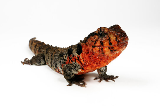 Chinesische Krokodilschwanzechse // Chinese crocodile lizard (Shinisaurus crocodilurus) 