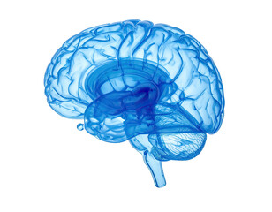 A translucent, blue, side view of a human brain against a black background