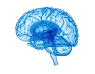 A translucent, blue, side view of a human brain against a black background
